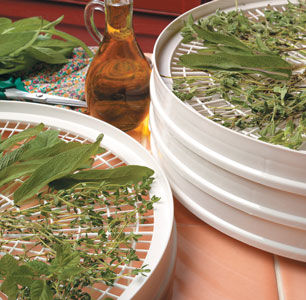 Hydroponic Garden to Table