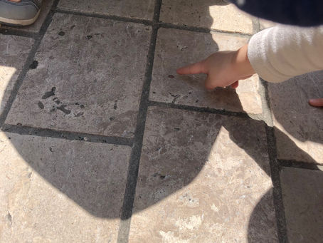 だんごむしみーつけた!