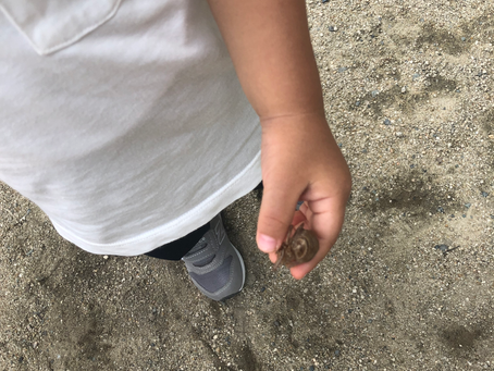 セミの声がきこえたよ!