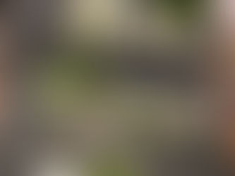 1月7日は七草の日🌿