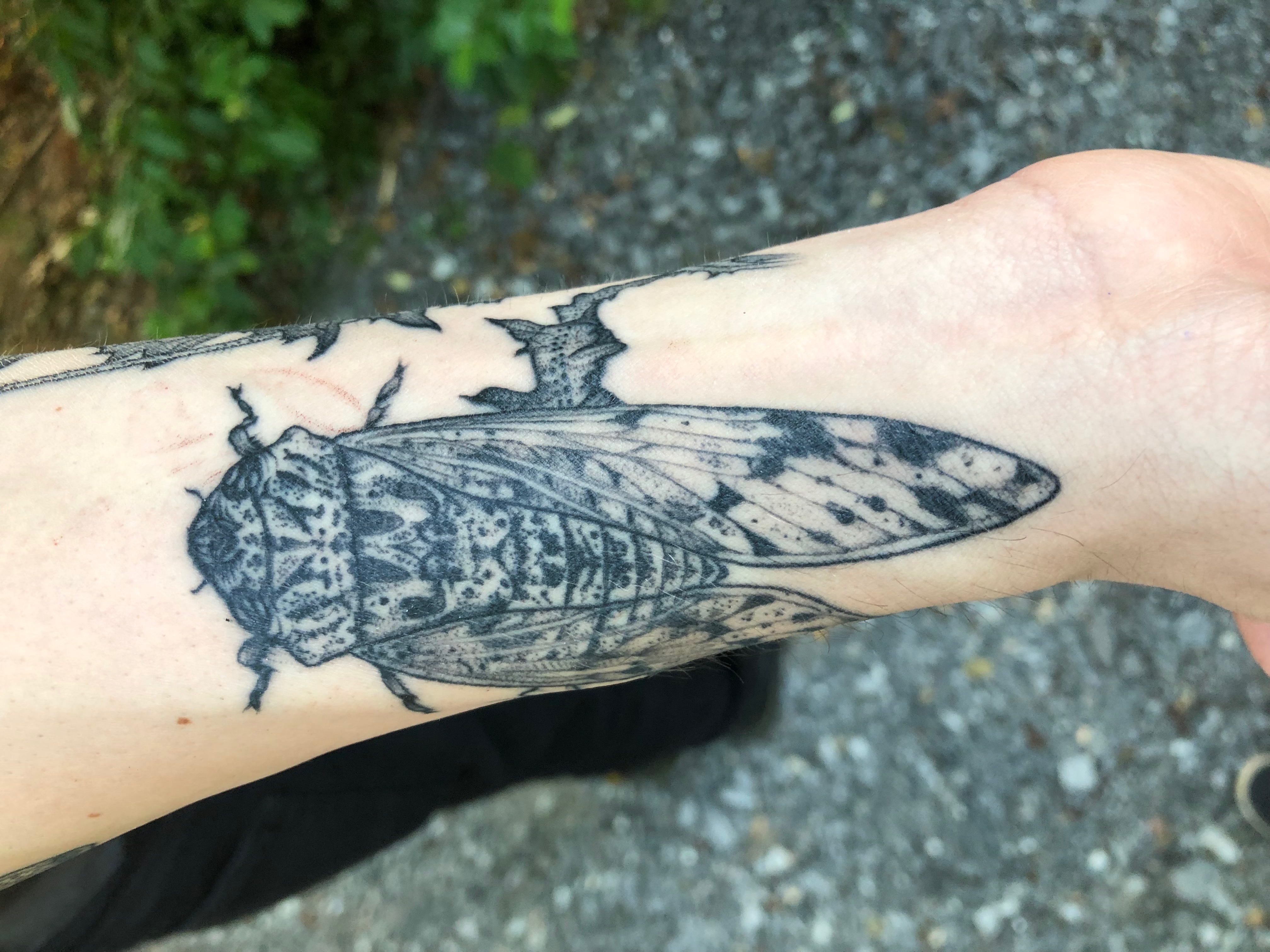 Moth