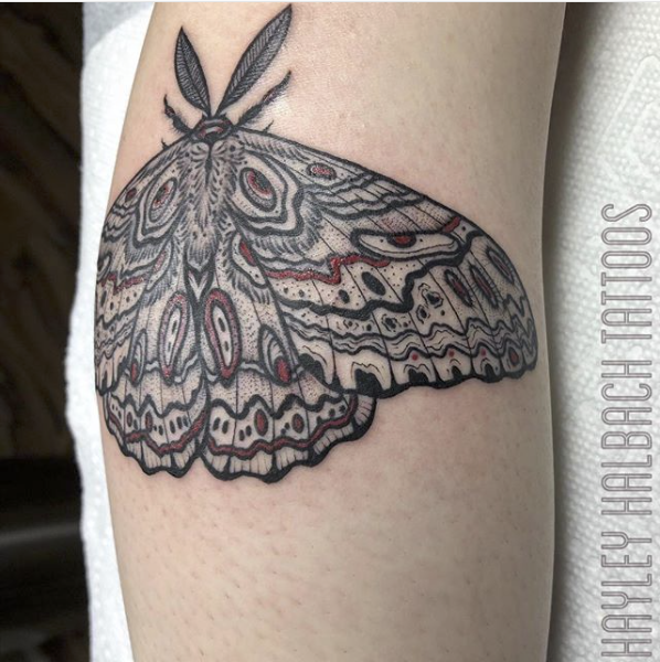 Moth