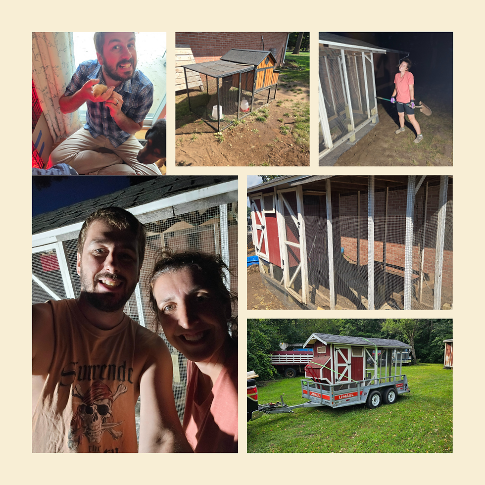 Collage showing the process of installing and securing our first backyard chicken coop, with Mitch and Paige working together and Mitch holding a baby chick.