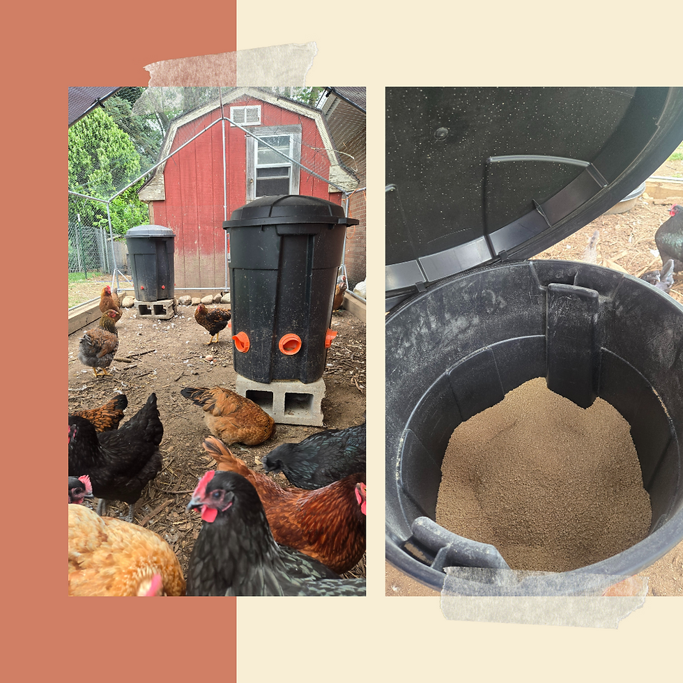 DIY trash can chicken feeder with red feeding ports installed near the base, filled with poultry feed and ready for use