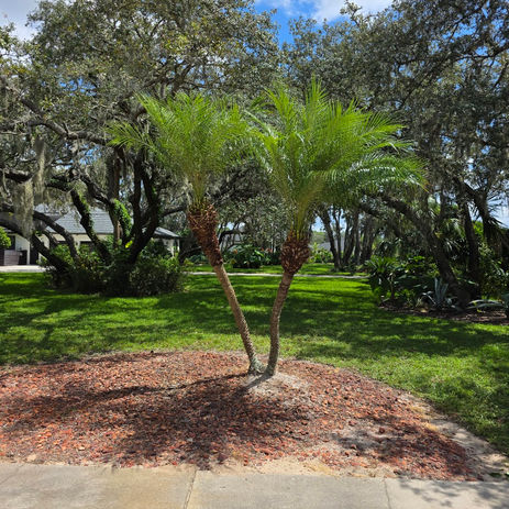 landscaping spring hill