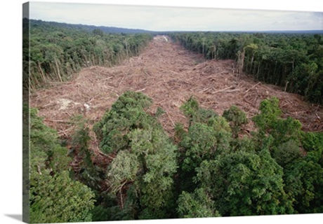 deforestation.jpg