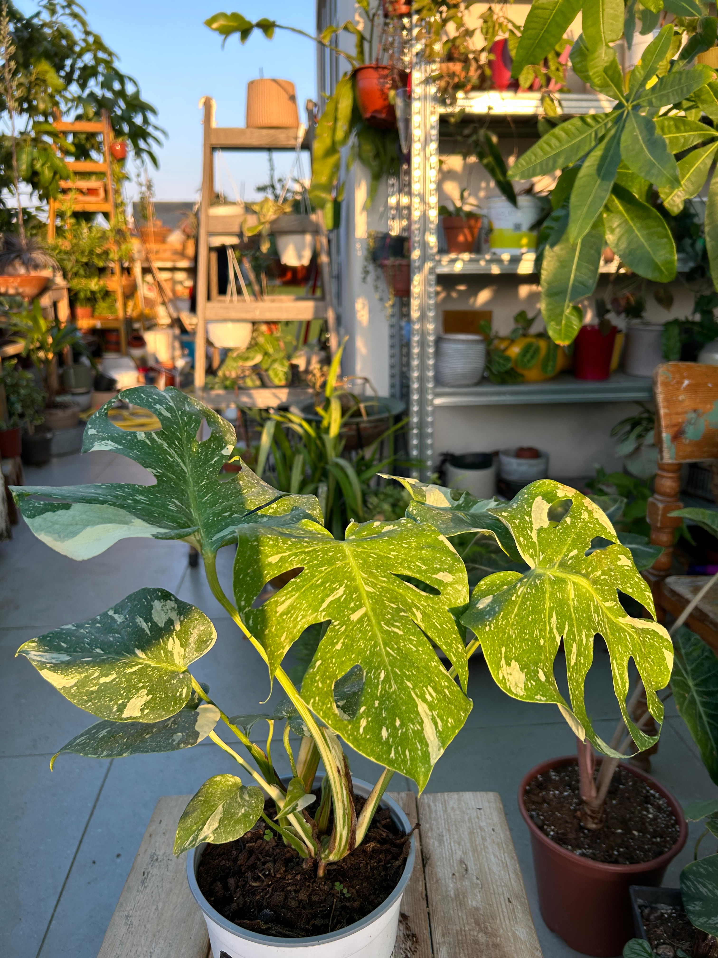 מונסטרה דליסיוסה תאי קונסטליישן