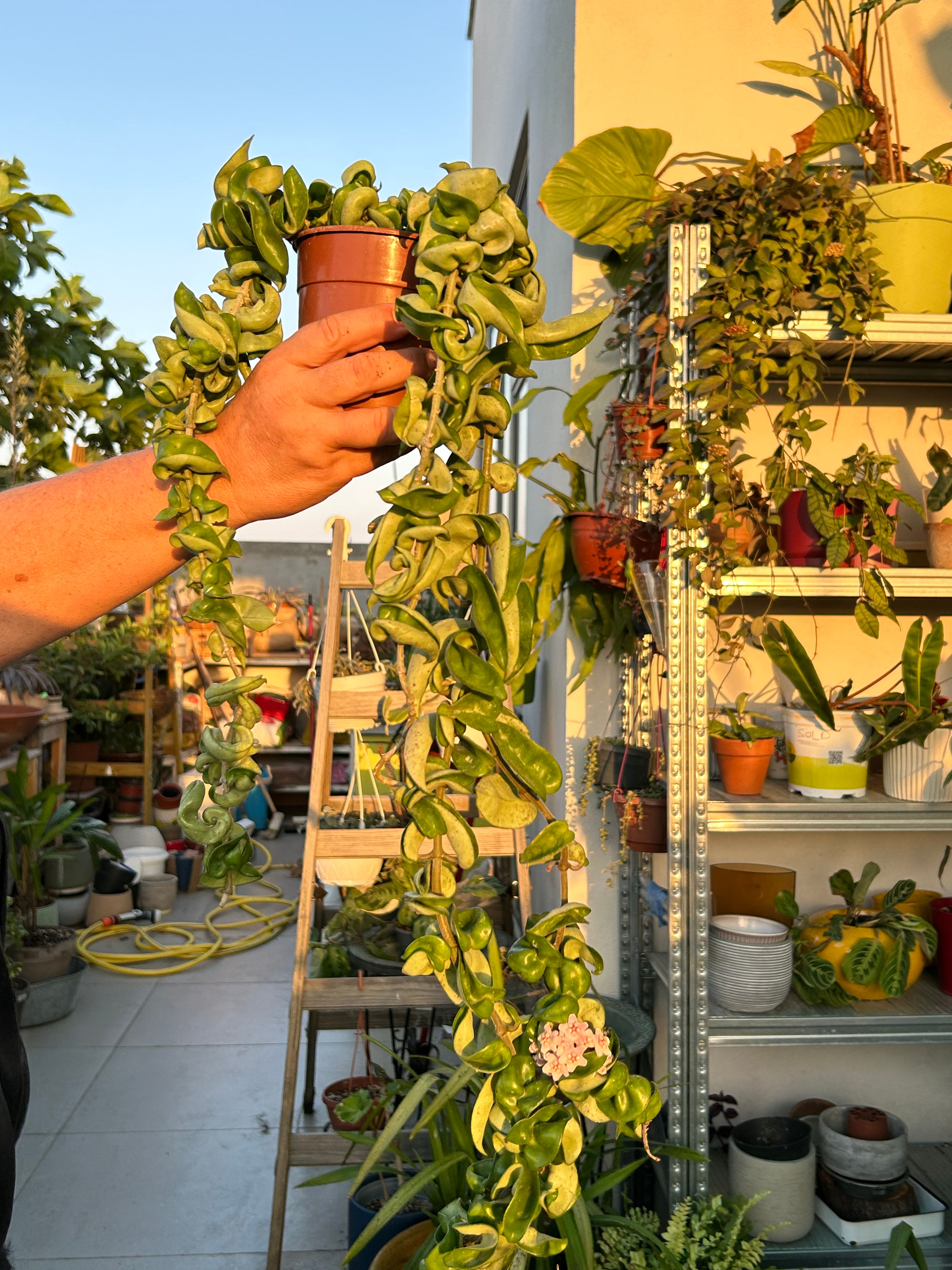 הויה קרנוסה קומפקטה