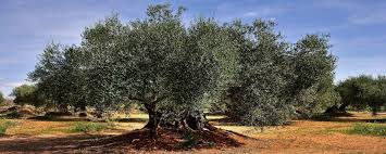 L’olivier, un arbre symbole
