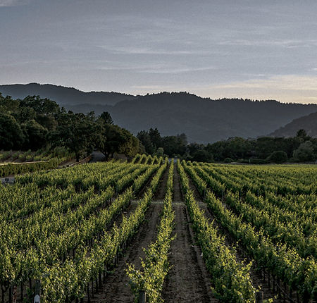 Vineyard_edited_edited_edited.jpg