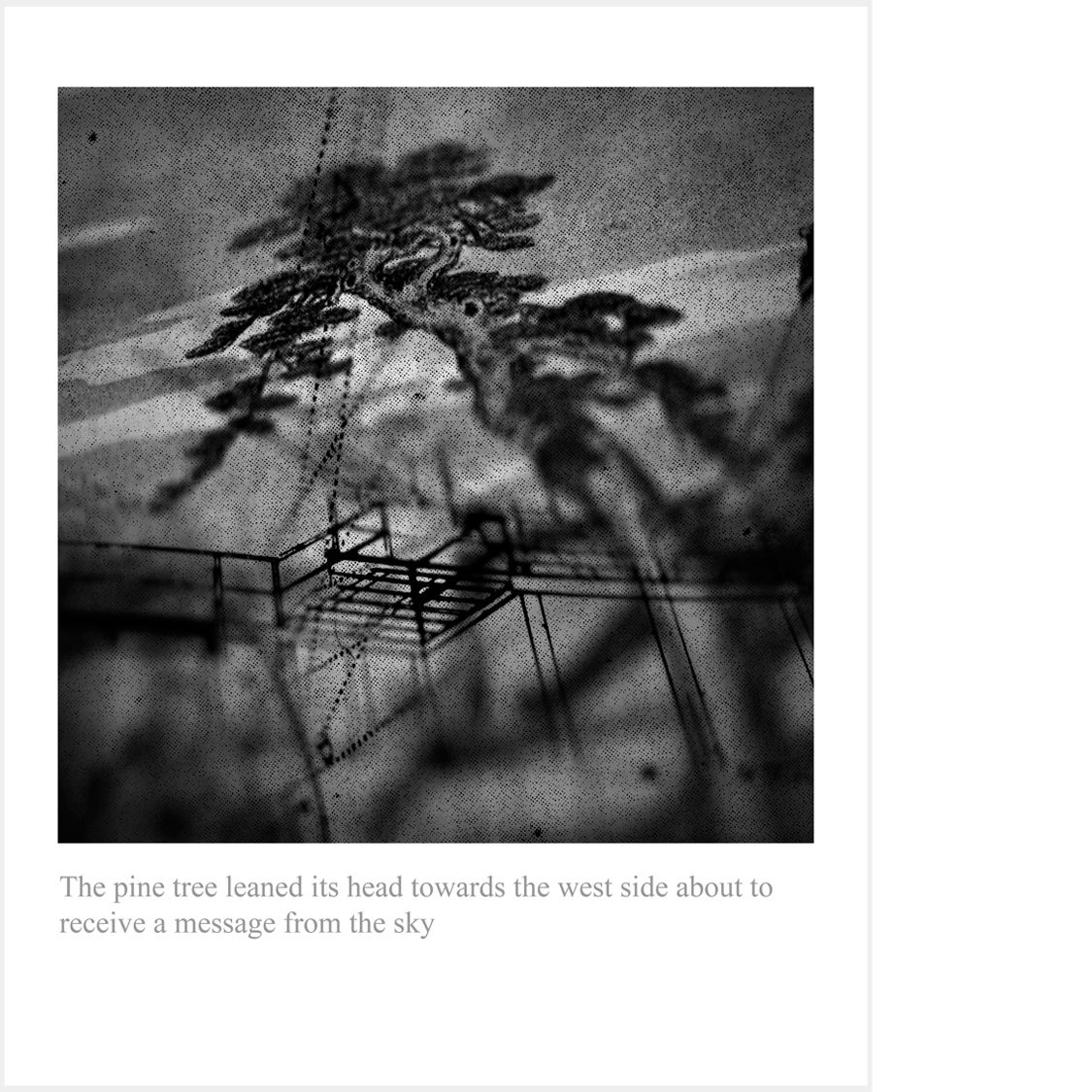 The pine tree leaned its head towards the west side