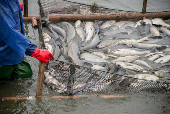 pisciculture.jpeg