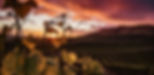 Grape vines at the winery and vineyard. The Rejoicing Vine winery is located in Indianapolis, IN