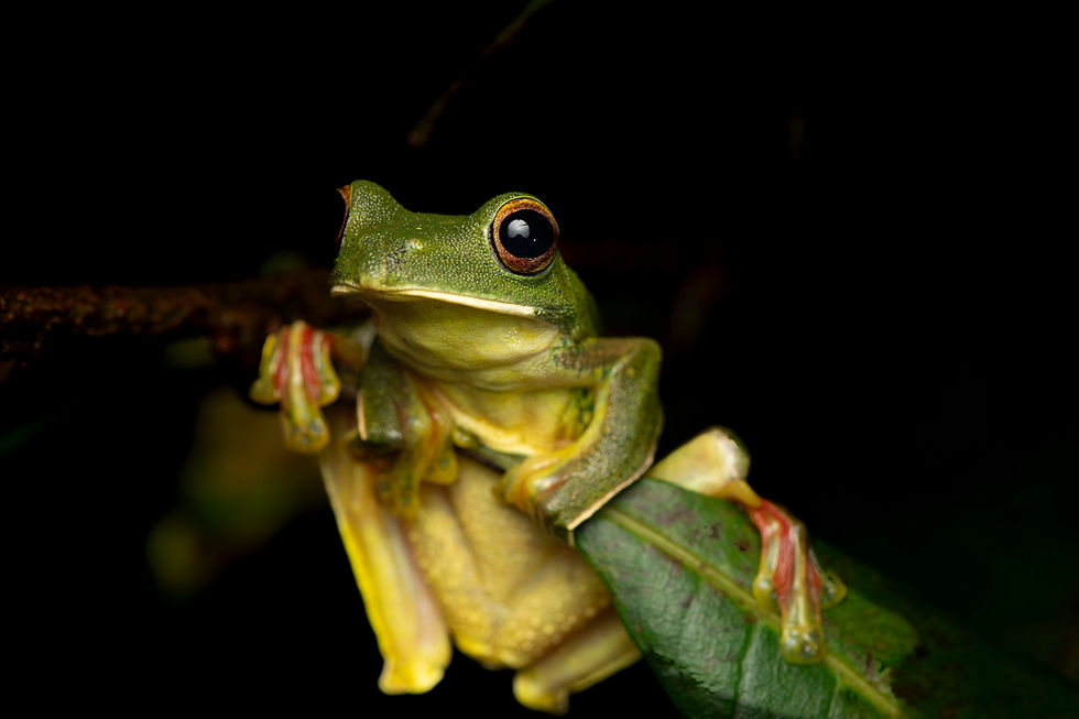 Holding on for dear life is this Malabar Gliding Frog