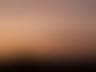 Dawn, mist and a cheetah