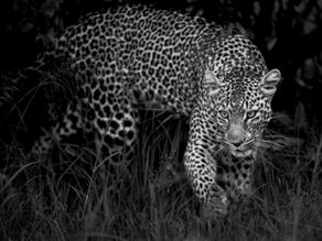   Back to the Mara...with a difference                           