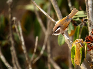 A White browed Fulvetta on a perch