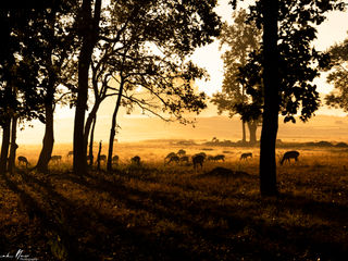 Grazing deer at sunrise