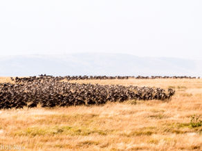 Tales from Kenya III : The thrill of a river crossing