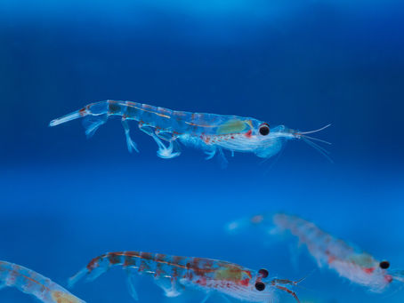 The Importance of being...a krill