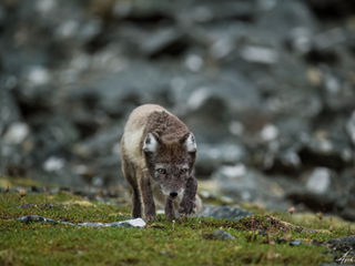 Arctic Fox on the prowl