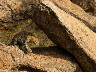 A young leopard at Bera
