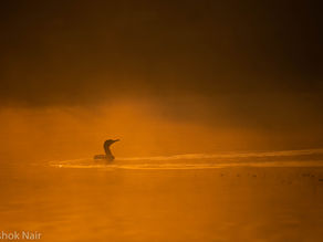 The Eloquence of Light