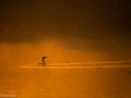 The Eloquence of Light