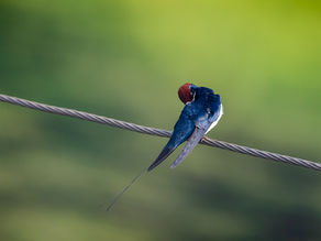 Nature’s Nest…photographing birds in Goa
