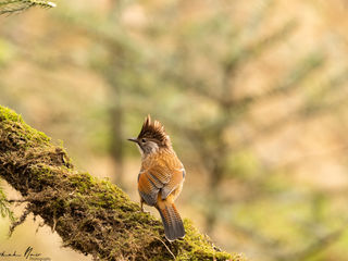 Hoary Throated Barwing on a perch