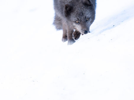             When Plans go Belly-up