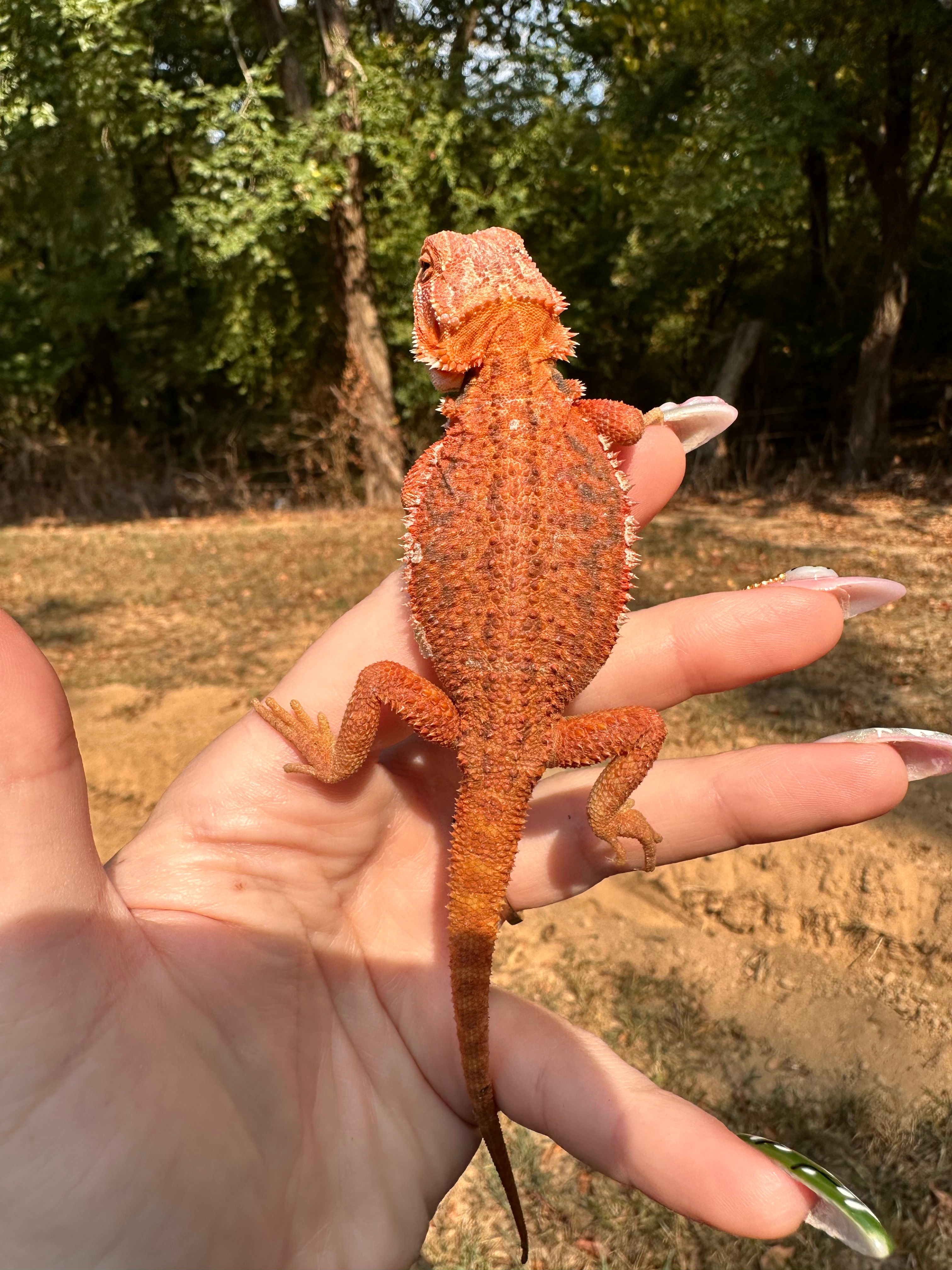 Translucent Hypo Dunner Red Monster with poss Blue Bars