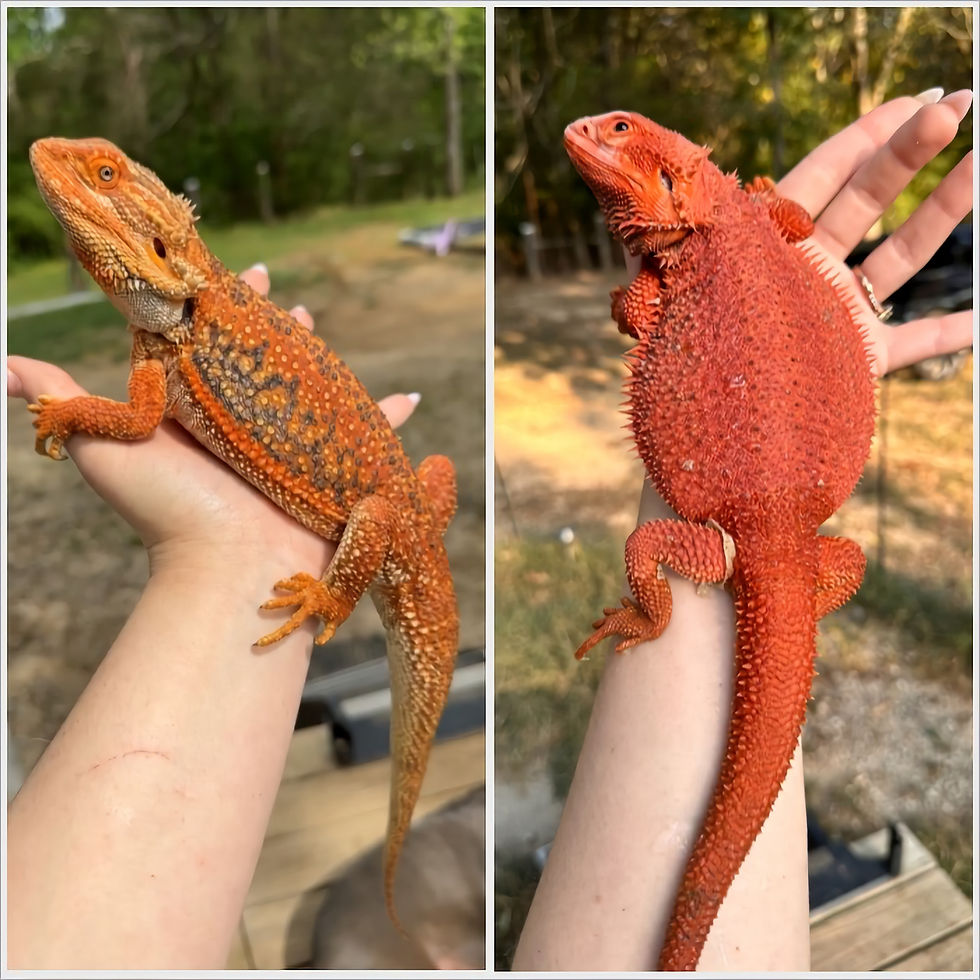 Thumbnail: Translucent Hypo Dunner Red Monster with poss Blue Bars