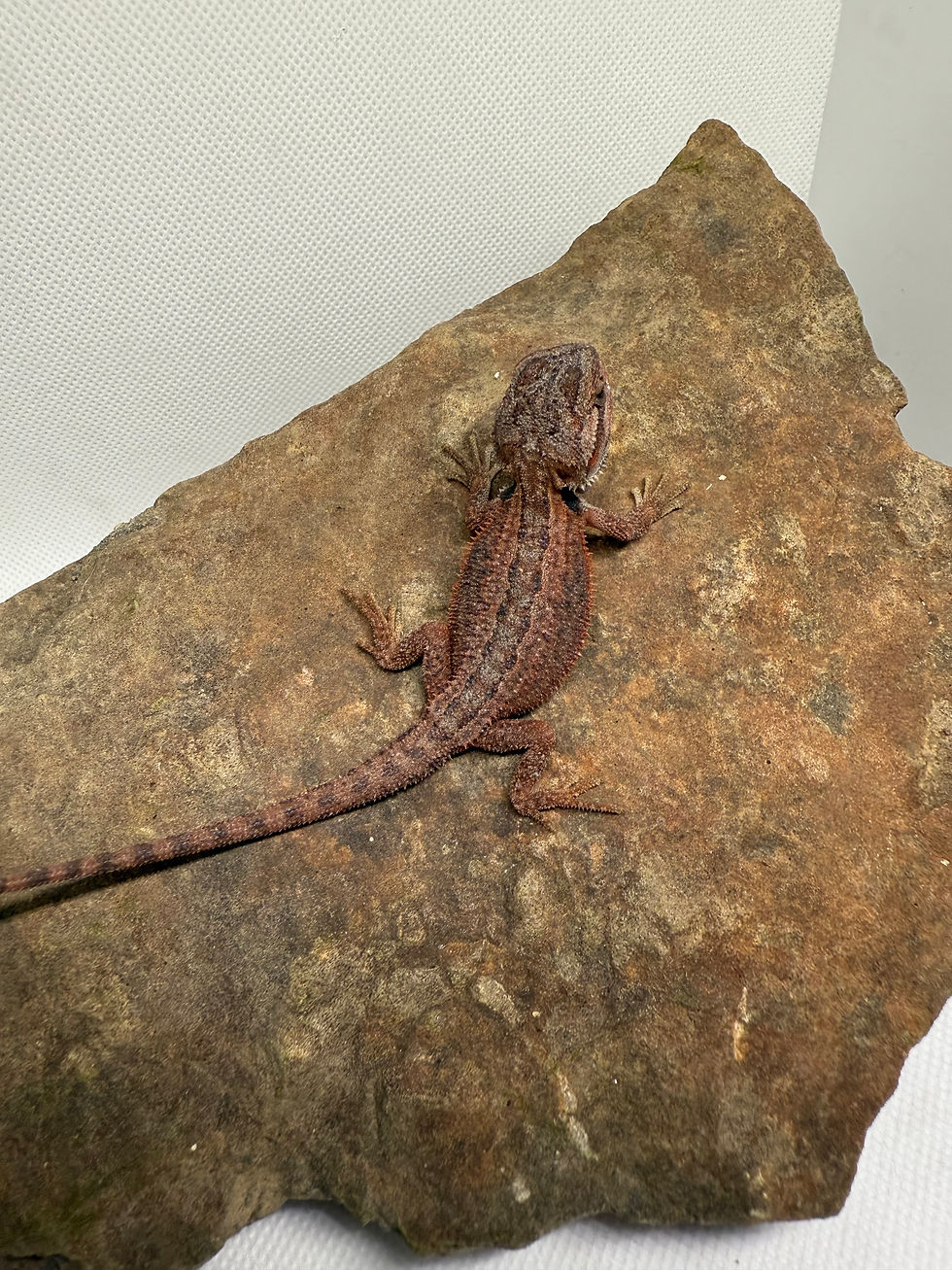 Thumbnail: Translucent Genetic Stripe RM Het Hypo