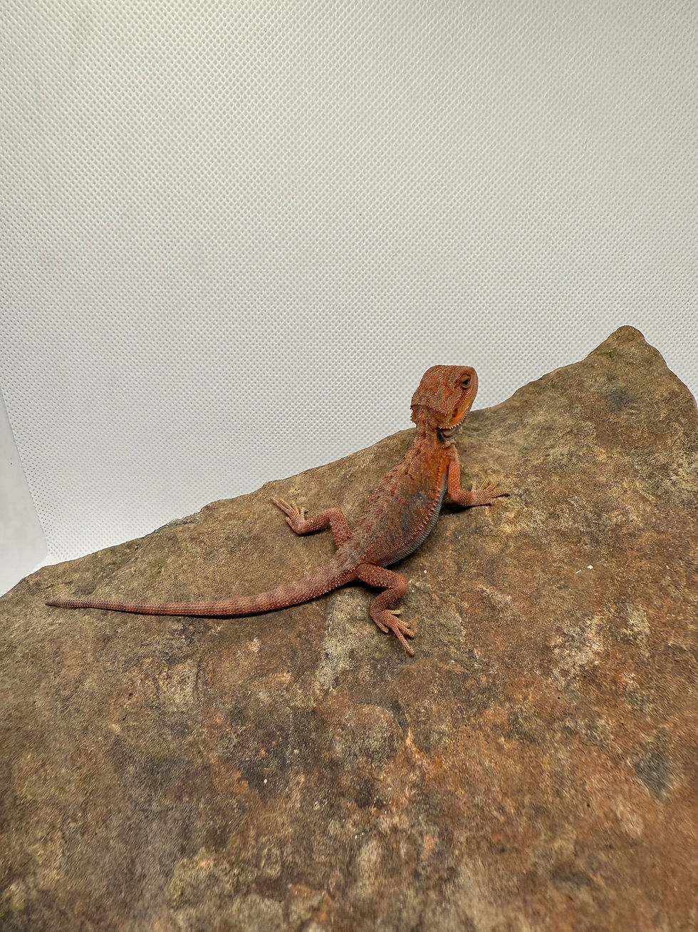 Thumbnail: Translucent Hypo Dunner Red Monster with poss Blue Bars