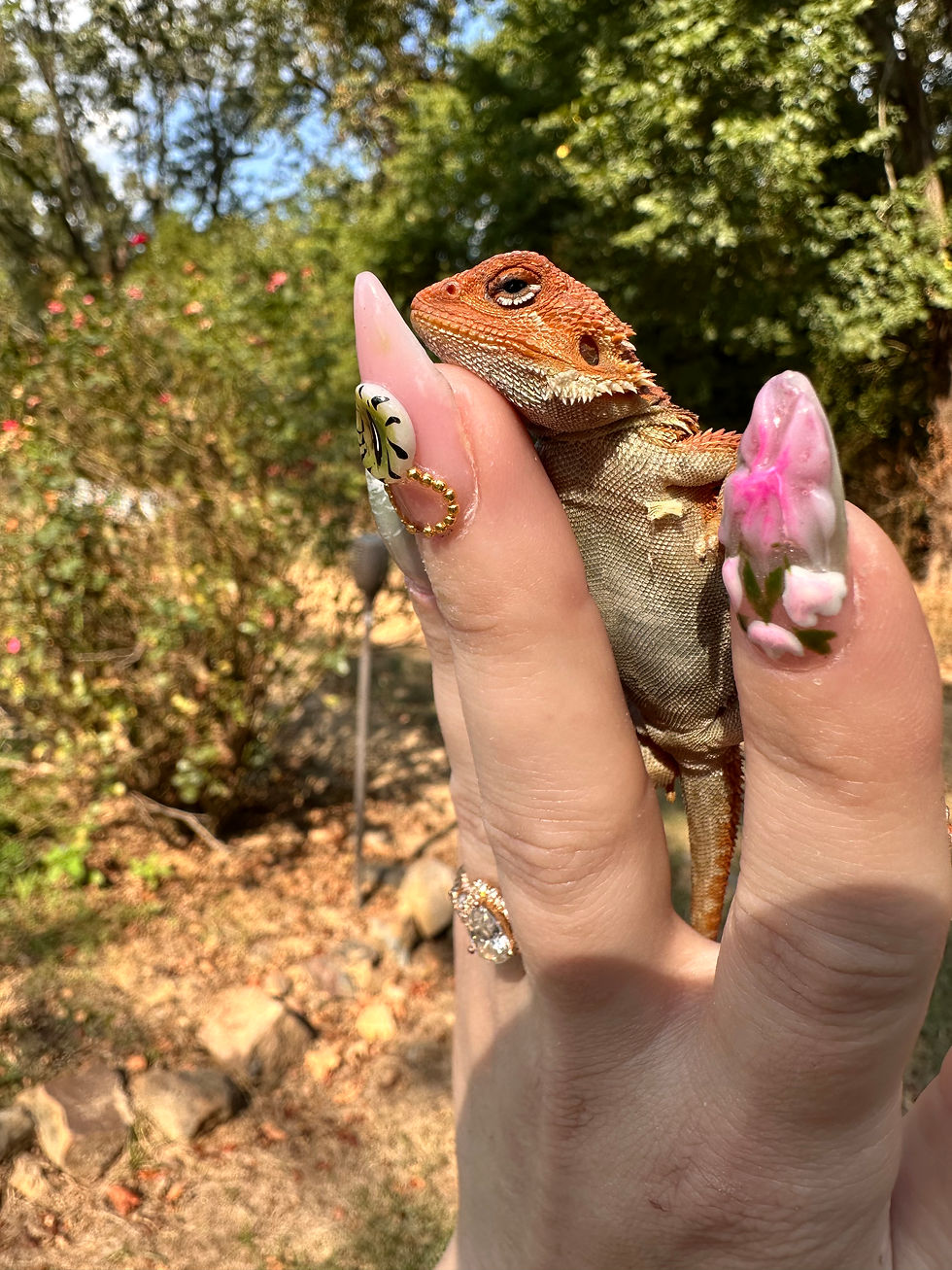 Thumbnail: Translucent Hypo Gstripe Red Monster