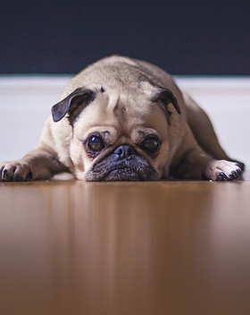 pug-1209129_1920.jpg