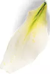 Flor desprendida de su capullo