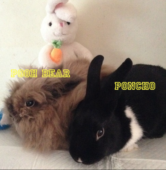 Poncho and Pooh Bear