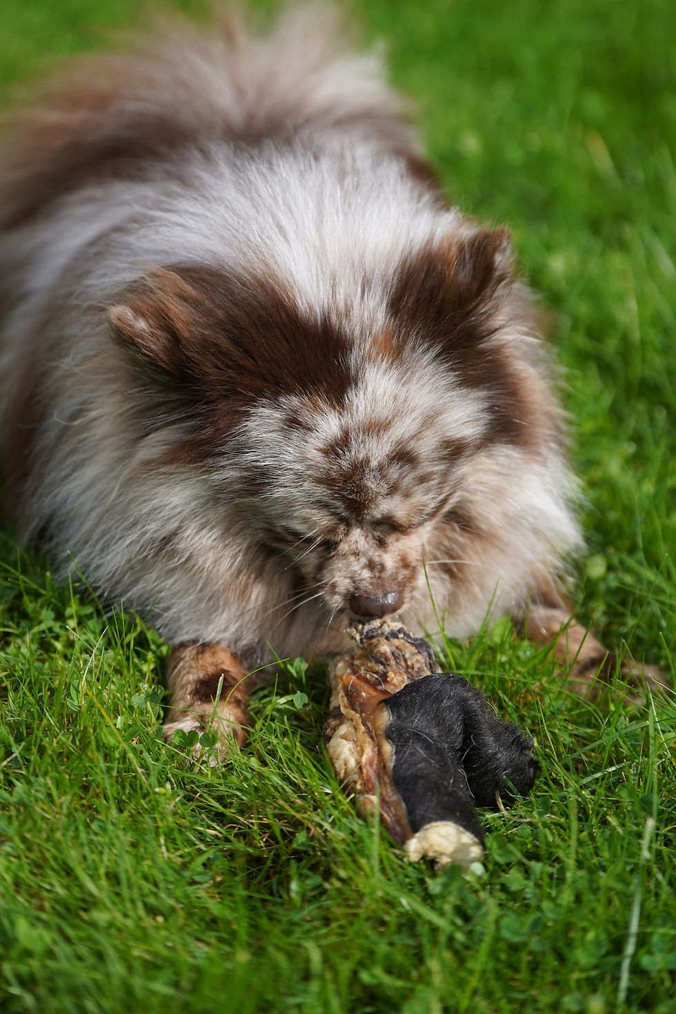 STRIMLER AV OKSEHUD, KORTE
