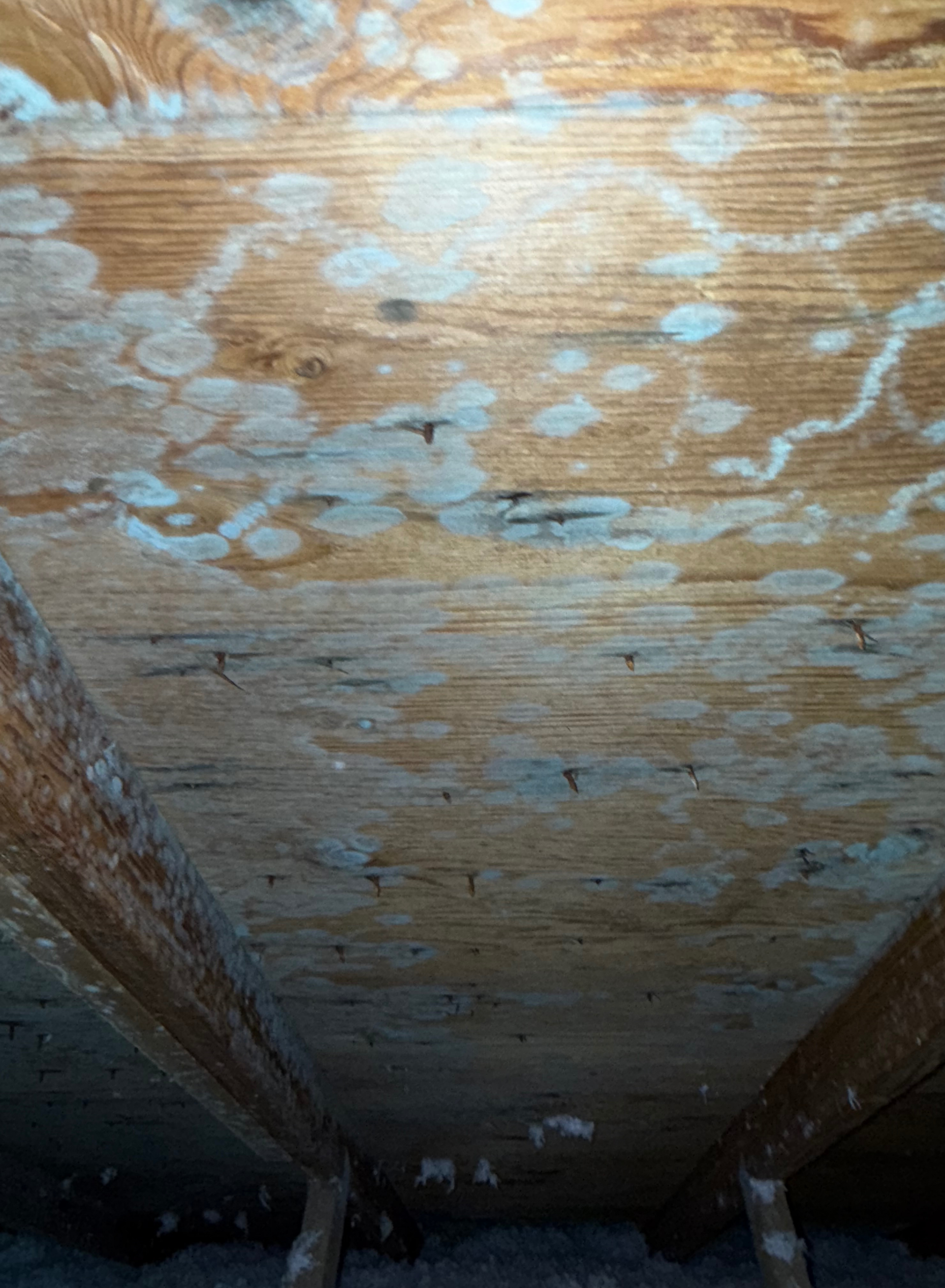 Mold Remediation Oak Harbor, WA