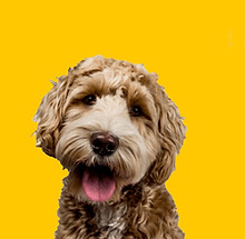 dog1_edited_edited_edited.jpg
