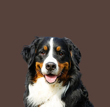 dog5_edited.jpg