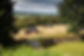 little-seed-field.jpg