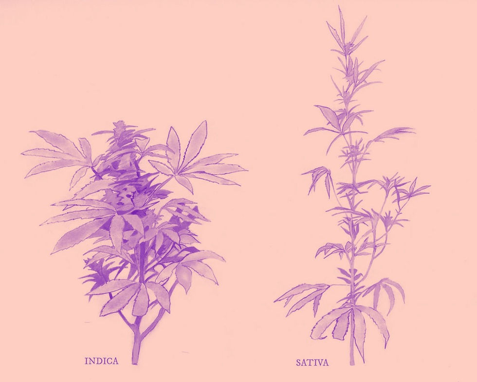 What really is Indica or Sativa?