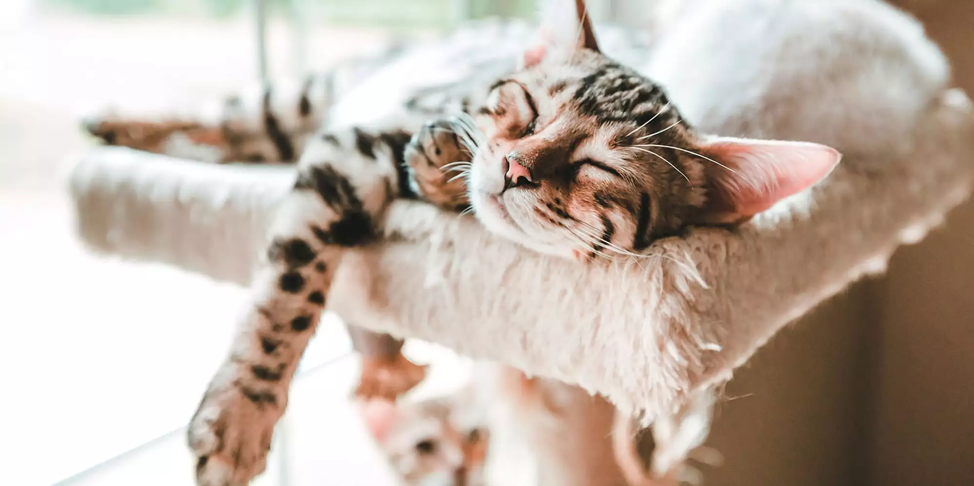 cat sitting in singapore