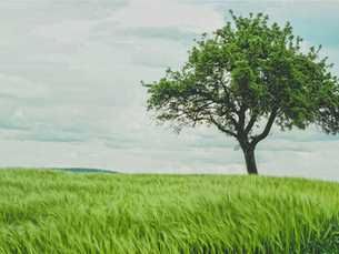 Will Europe’s Green Deal survive the 2024 elections?