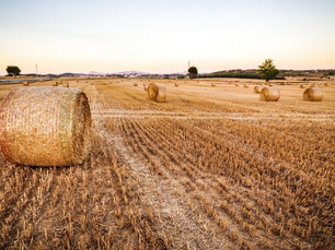 The future of farming : has France put it on hold?