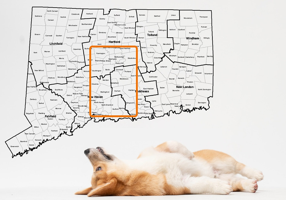 A map of Connecticut with the outlined service area of Canine Behavioral Blueprints. A corgi is laying on its back looking up at the map.