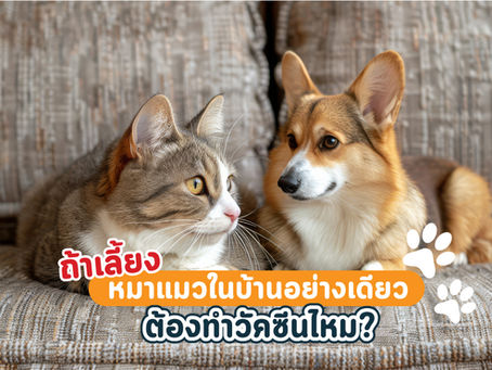 ถ้าเลี้ยงหมาแมวในบ้านอย่างเดียว ต้องทำวัคซีนไหม?